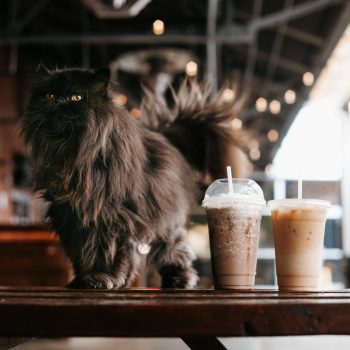 A black Persian cat enjoys an outside bar with coffee at a cafe.